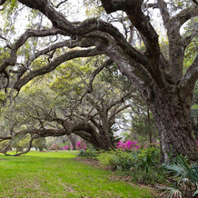 Take a tour of the Magnolia Plantation with luxury ground transportation from Charleston, South Carolina